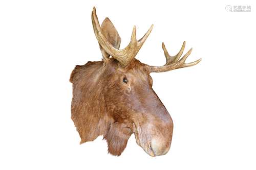 A TAXIDERMY EURASIAN ELK HEAD