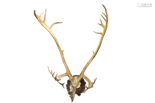 A SET OF RECORD CLASS 37 POINT CARIBOU (RANGIFER TARANDUS) ANTLERS