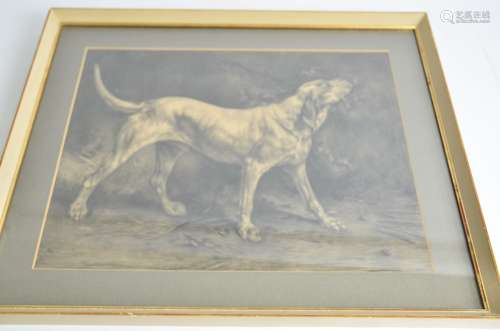 A pencil study of a working dog, the hound 'drawn by J.R. White', framed and glazed, internal