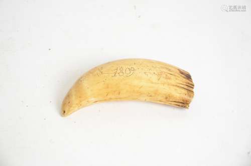 A 19th Century Fijian whale tooth tabua, with sailor carved dot work date of 1809 and other carved