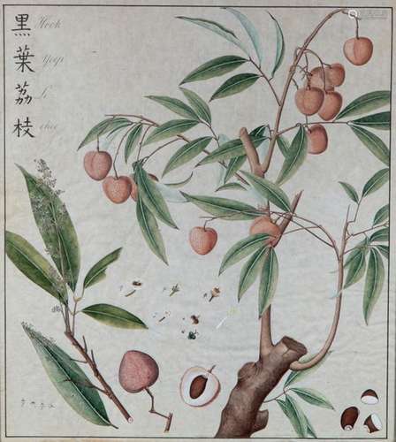 Seven antique Chinese botanical drawings on rice p…