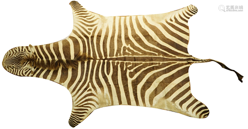 A zebra skin rug approx