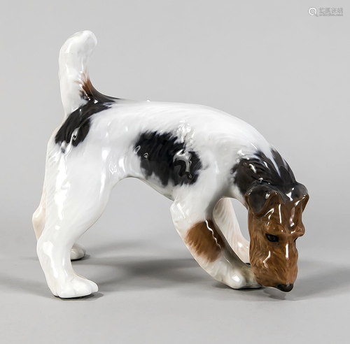 Fox Terrier, Royal Copenh