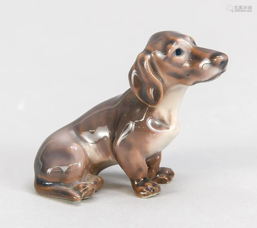 Dachshund, Dahl Jensen, C