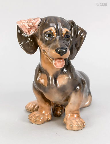 Large sitting dachshund,