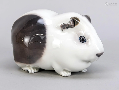 Guinea Pig, Royal Copenha