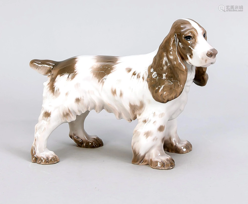 Large Cocker Spaniel, Bin