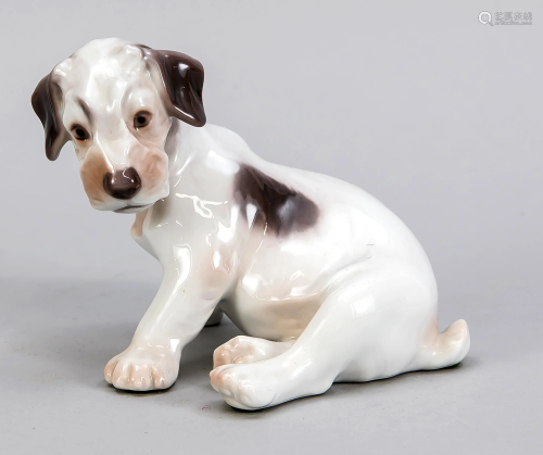 Terrier puppy, Bing & Gro