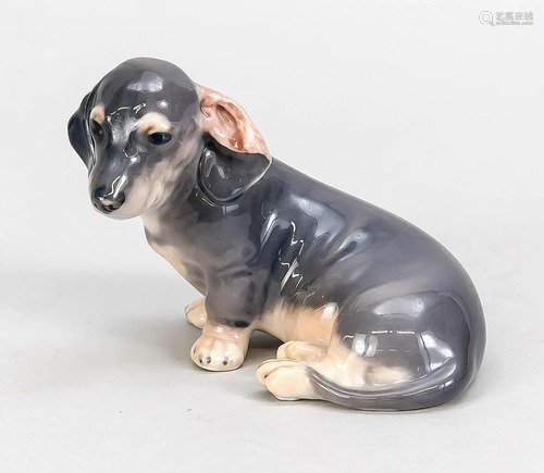 Sitting Dachshund, Royal