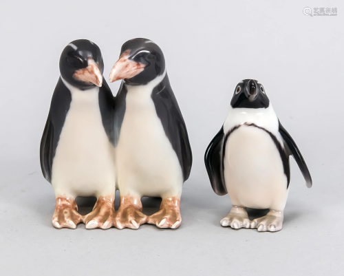 A pair of royal penguins,