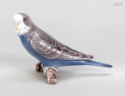 Budgerigar, Bing & Gronda