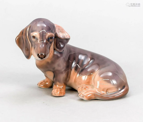 Sitting Dachshund, Royal