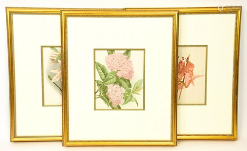 3 Professionally Framed Botanical Prints