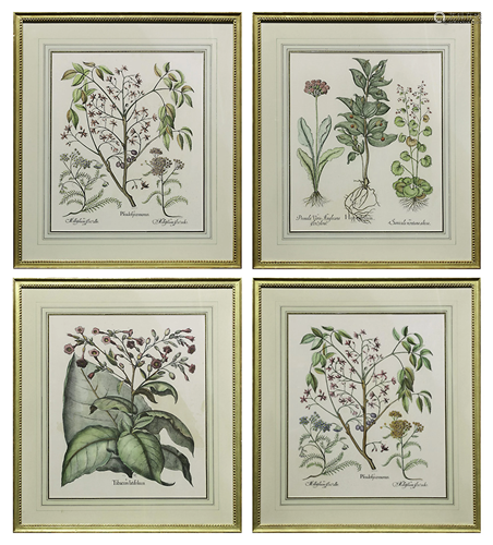 Prints, Botanical Studies