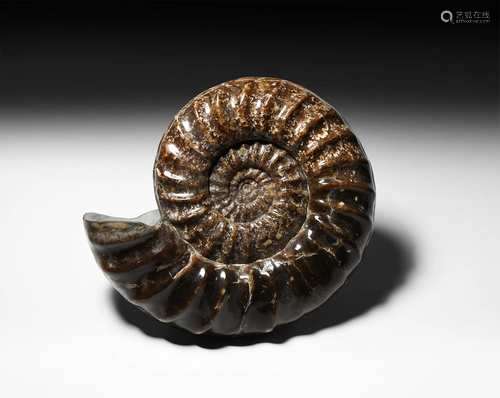 Polished Fossil Asteroceras Obtusum Ammonite