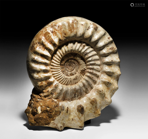 Natural History - Huge Madagascan Fossil Ammonite