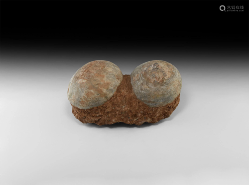 Natural History Hadrosaur Dinosaur Egg Pair