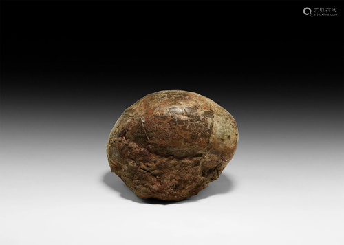 Natural History - Fossil Hadrosaur Dinosaur Egg