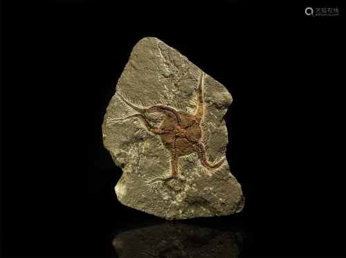 Fossil Starfish