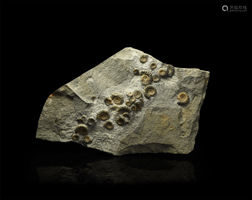 British Fossil Promicroceras Ammonite Display