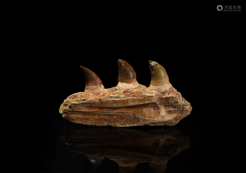 Mosasaur Aquatic Dinosaur Jaw Section