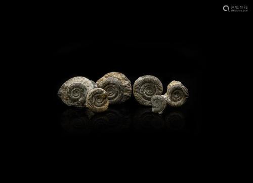 Dactylioceras Fossil Ammonite Group