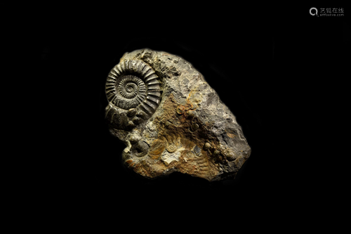 Large German Arietites Fossil Ammonite Display