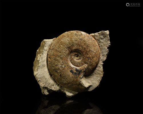 British Fossil Brazilia Ammonite Display