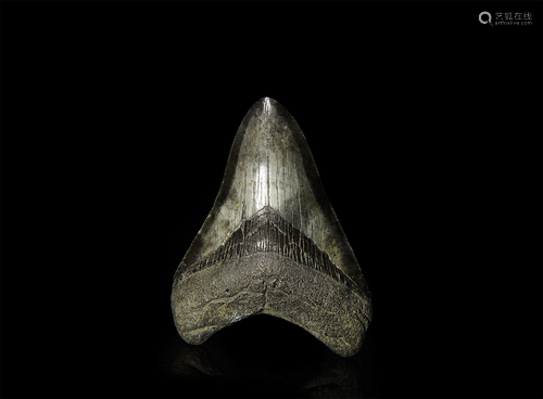 Fossil Megalodon Giant Shark Tooth