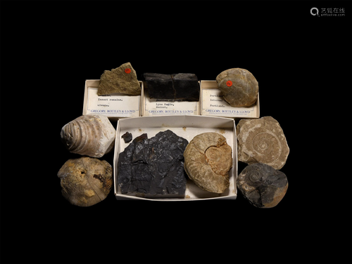 Historic British Fossil Collection