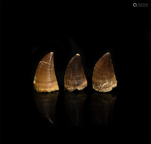 Large Fossil Mosasaur Tooth Group