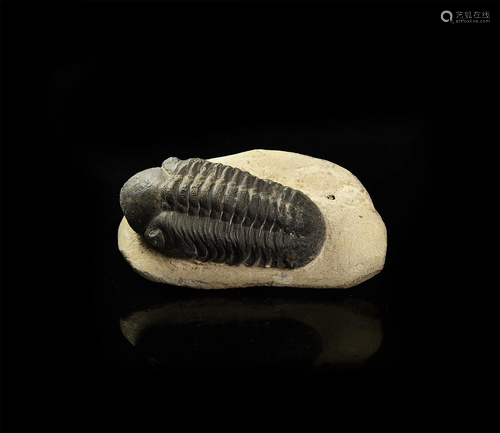 Fossil Reedops Trilobite on Matrix