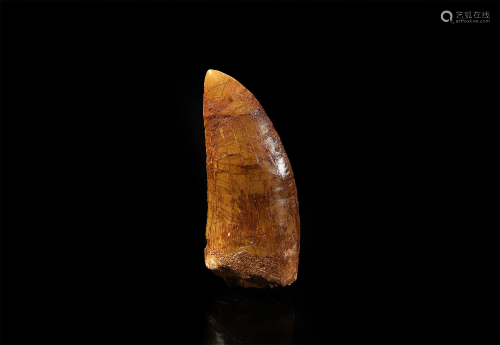 Fossil African 'T-rex' Dinosaur Tooth