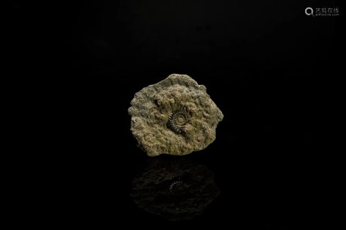 British Pyritised Fossil Ammonite