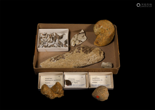 Historic British Fossil Collection