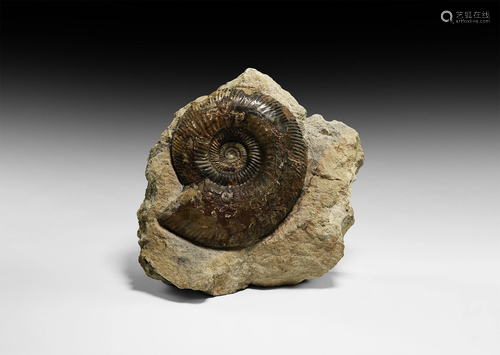 British Fossil Dorsetensis Ammonite Display