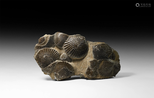 British Pecten Shell Fossil Display