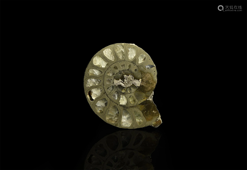 Cut and Polished Pyrite Fossil Ammonite