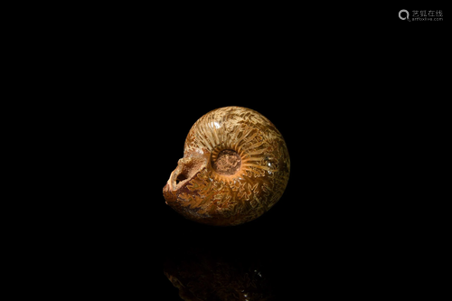 Polished Cadoceras Fossil Ammonite