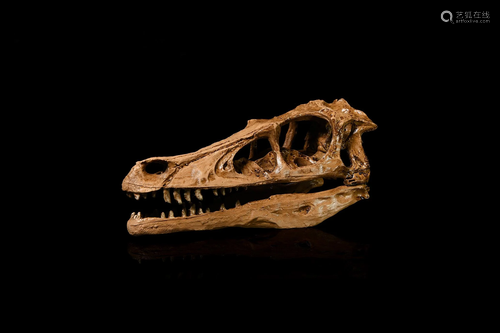 Velociraptor Skull Replica