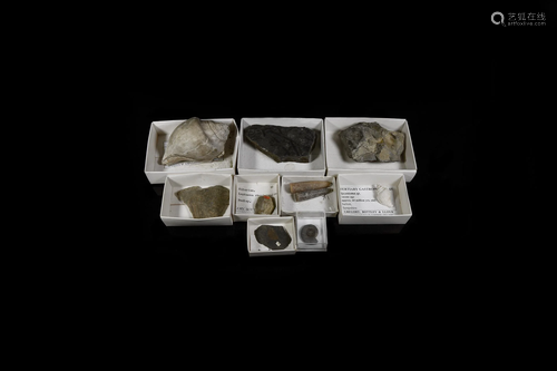 Historic British and Other Fossil Collection