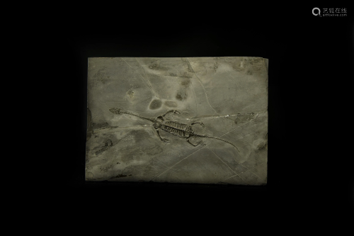 Fossil Keichousaurus