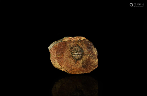 British Fossil Trilobite