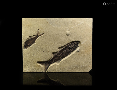 Mioplosus and Diplomystus Fossil Fish in Matrix