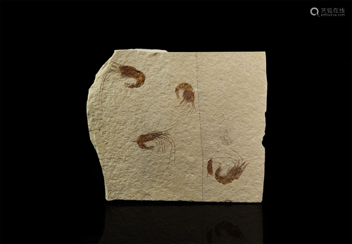 Fossil Shrimps in Matrix