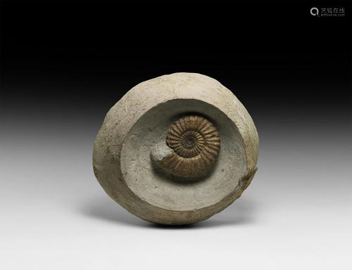 British Fossil Androgynoceras Ammonite