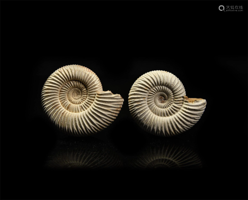 Fossil Perisphinctes Ammonite Pair