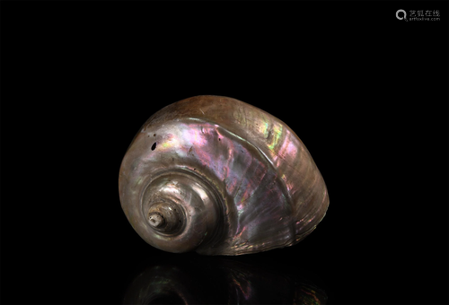 Very Large Opal Lustre Sea Shell