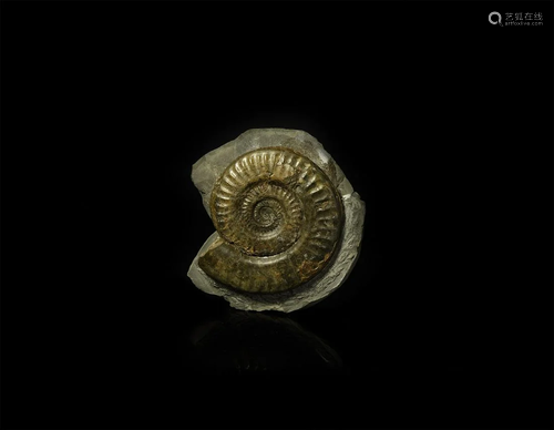 British Hildoceras Fossil Ammonite