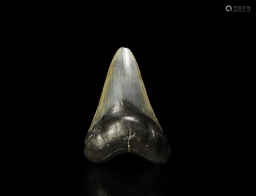 Fossil Megalodon Giant Shark Tooth